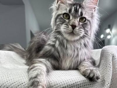 Basta - Maine Coon - Gallery Photo #1