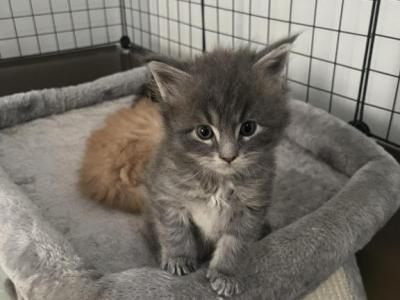 Blue Tabby Boy - Maine Coon - Gallery Photo #1