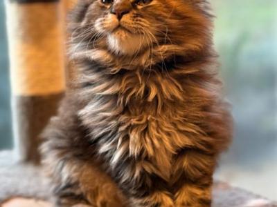 Dora - Maine Coon - Gallery Photo #1