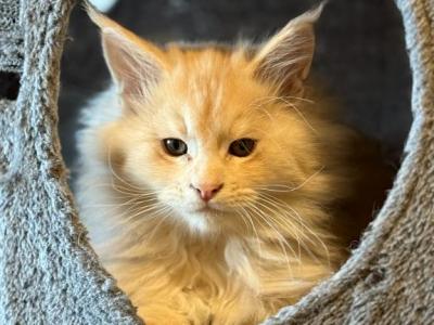 Dodger - Maine Coon - Gallery Photo #1