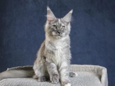 Pistachio - Maine Coon - Gallery Photo #1