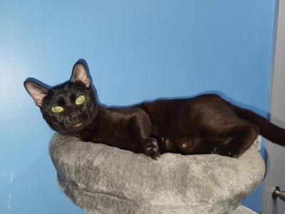 Bagheera - Bengal - Gallery Photo #1