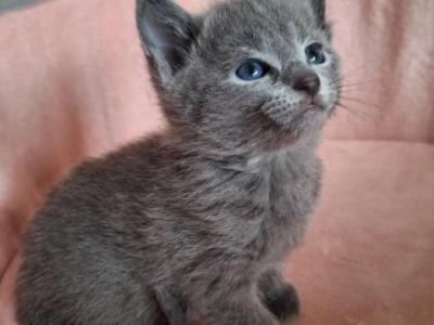 Chloe - Russian Blue - Gallery Photo #1