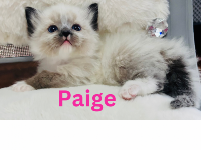 Xmas Kittens 4 - Ragdoll - Gallery Photo #1