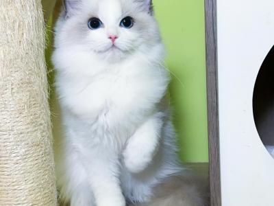 R047 - Ragdoll - Gallery Photo #1