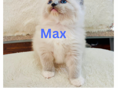 Max - Ragdoll - Gallery Photo #1