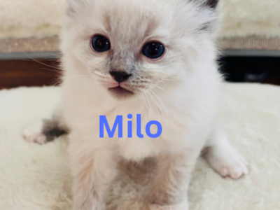 Milo - Ragdoll - Gallery Photo #1