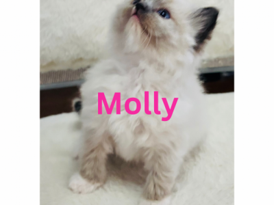 Molly - Ragdoll - Gallery Photo #1