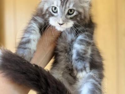 Samuel - Maine Coon - Gallery Photo #1