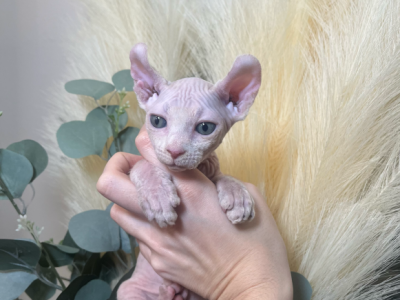 Ellie - Sphynx - Gallery Photo #1