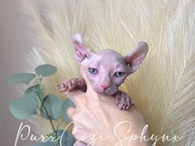 Lily - Sphynx - Gallery Photo #1