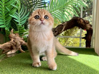 Honey - Scottish Fold - Gallery Photo #1