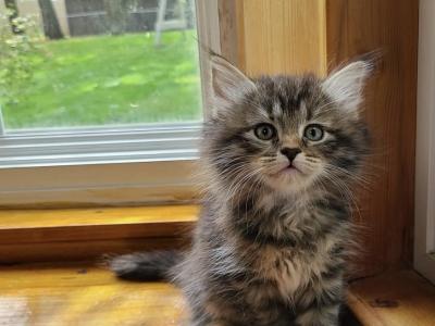 Purebred Maine Coon Kittens - Maine Coon - Gallery Photo #1