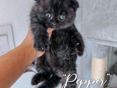 Pepper - Scottish Fold - Gallery Photo #1