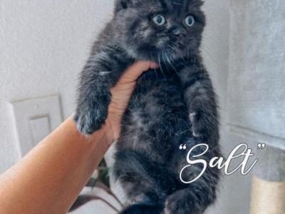 Salt - Scottish Fold - Gallery Photo #1