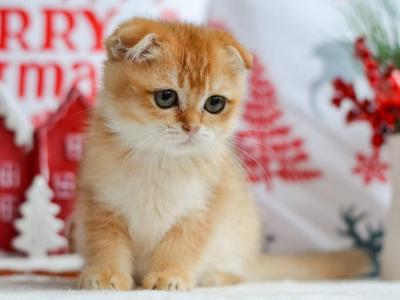 PANCAKE - Scottish Fold - Gallery Photo #1