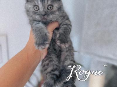 Rogue - Scottish Fold - Gallery Photo #1