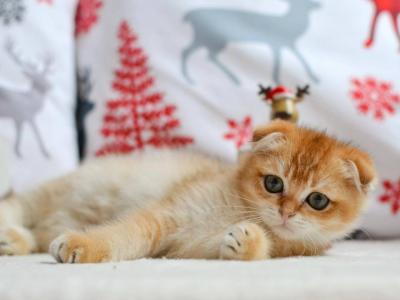 PANCAKE - Scottish Fold - Gallery Photo #1