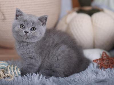 BUDDY BRITISH BLUE - British Shorthair - Gallery Photo #1