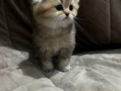 Scottish Fold Mixed With British Shorthair - Scottish Fold - Gallery Photo #1