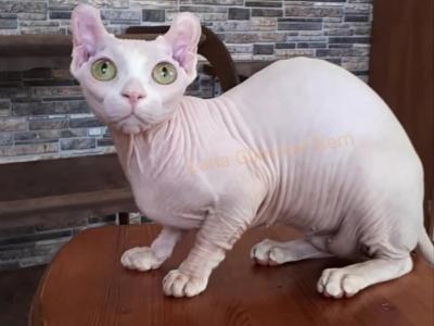 Dorothy - Sphynx - Gallery Photo #1