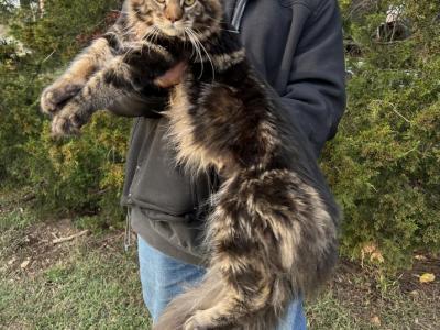 Gustav - Maine Coon - Gallery Photo #1