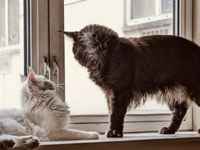 Polydactyl Smoke Maine Coon Babies - Maine Coon - Gallery Photo #1