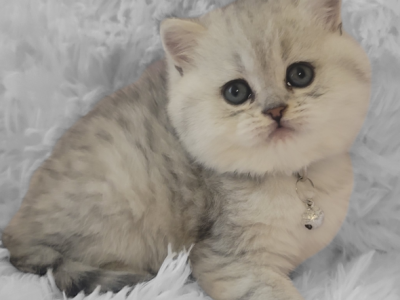 Barbie - British Shorthair - Gallery Photo #1