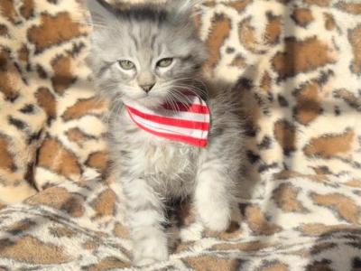 Male Maine Coon Kitten Cyan - Maine Coon - Gallery Photo #1