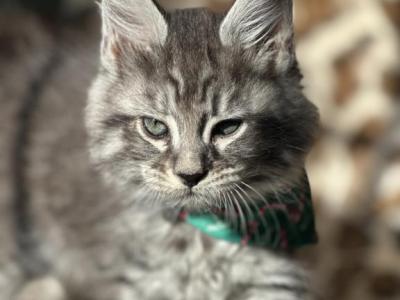 Male Maine Coon Kitten Green Collar - Maine Coon - Gallery Photo #1