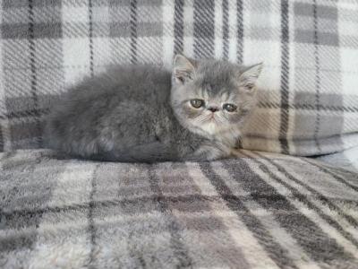 Blue Exotic Short Hair Persian Kitten - Exotic - Gallery Photo #1