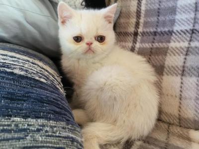 White Exotic Short Hair Persian Kitten - Exotic - Gallery Photo #1