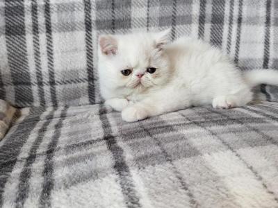 White Persian Male's And Female's Available - Persian - Gallery Photo #1