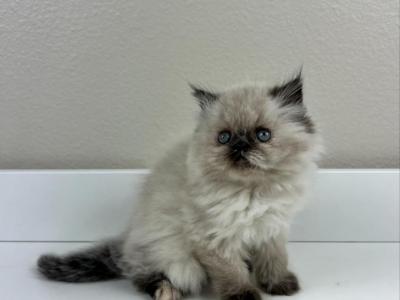 Tinkerbell - Persian - Gallery Photo #1