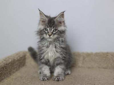 Sirius - Maine Coon - Gallery Photo #1