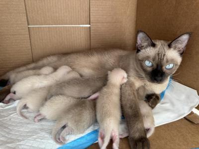 Late January Early February Kittens - Tonkinese - Gallery Photo #1