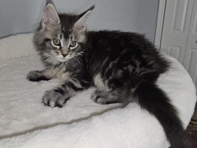 Charming Male N22 - Maine Coon - Gallery Photo #1