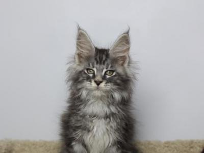 Loki - Maine Coon - Gallery Photo #1