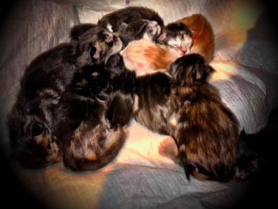 Winter Litter - Maine Coon - Gallery Photo #1