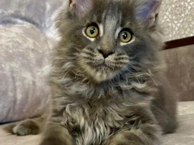 Northern King - Maine Coon - Gallery Photo #1