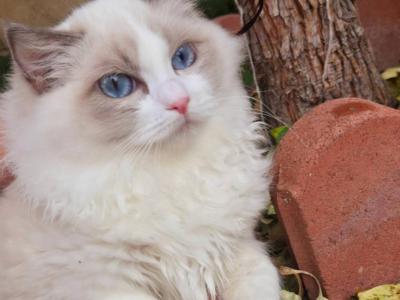 Bamboo - Ragdoll - Gallery Photo #1