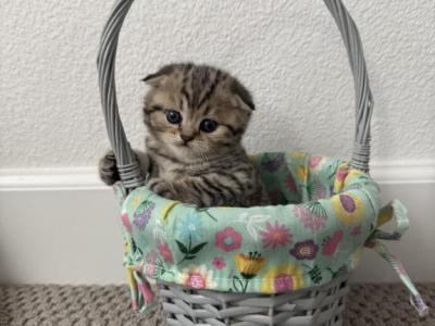 Daisy - Scottish Fold - Gallery Photo #1