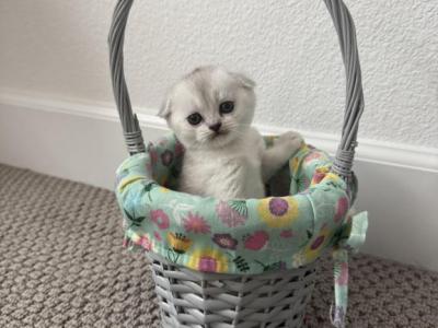 Rosie - Scottish Fold - Gallery Photo #1