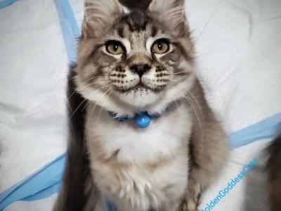 Adonis - Maine Coon - Gallery Photo #1