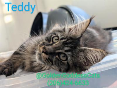 Teddy - Maine Coon - Gallery Photo #1