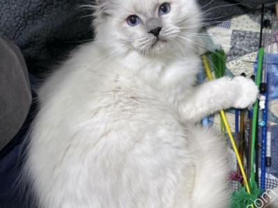 Ali - Ragdoll - Gallery Photo #1