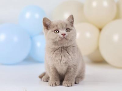 Quimby - British Shorthair - Gallery Photo #1