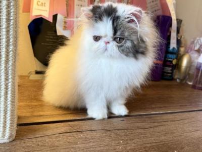 Gidget - Persian - Gallery Photo #1