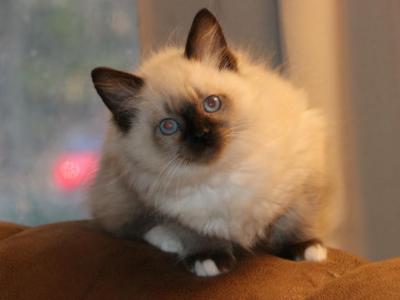 Pumpkin - Ragdoll - Gallery Photo #1