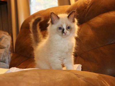 Casper - Ragdoll - Gallery Photo #1